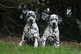 DALMATIEN 480